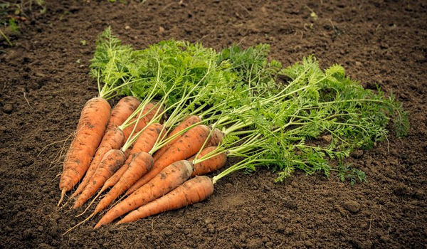 carrot harvest