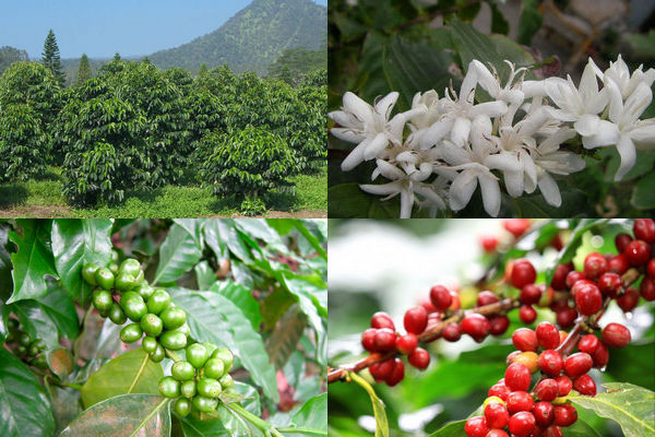 growing coffee