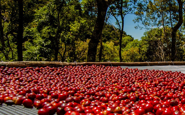 process the coffee