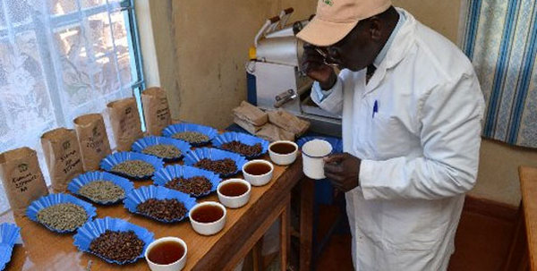 tasting coffee