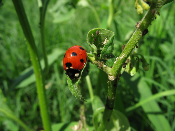 Ladybug-repellent