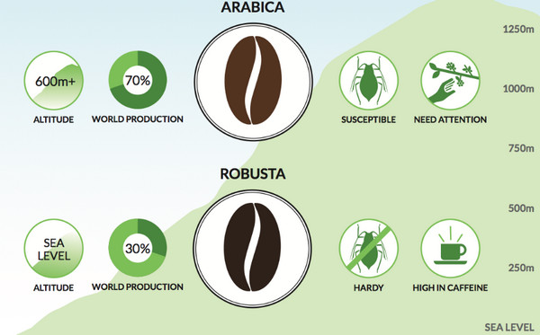differences-between-arabika-robusta