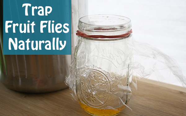 fruit fly trap