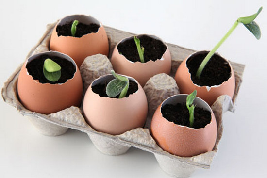 Eggshell seed starter