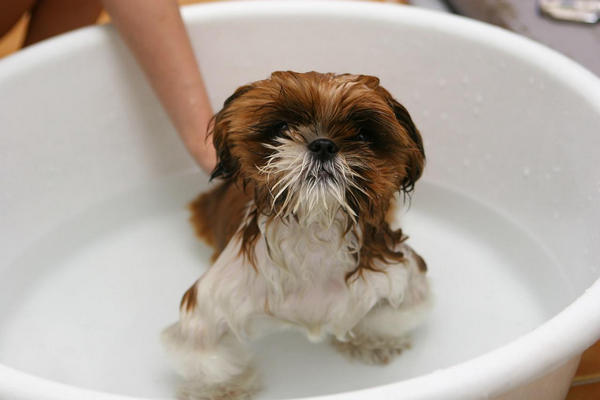 bathe your dog