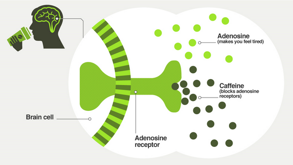  adenosine and caffeine