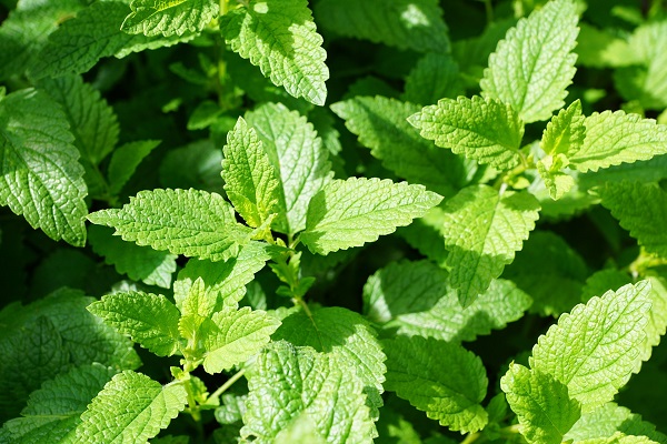 How-To-Dry-Mint-For-Tea-1