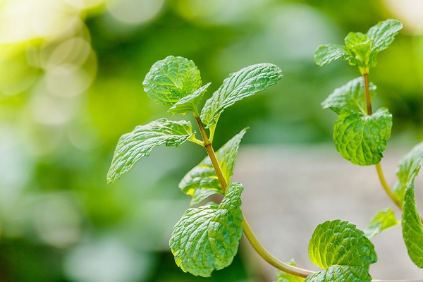 How-To-Dry-Mint-For-Tea-3