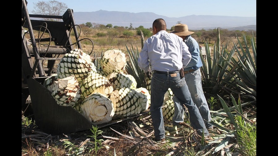 Do You Know the History of Tequila 1