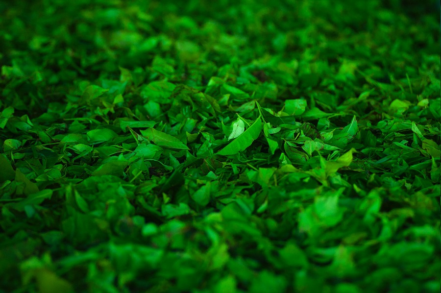 What's the difference between green tea and organic green tea 1