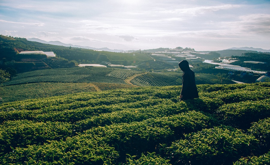 What's the difference between green tea and organic green tea 2