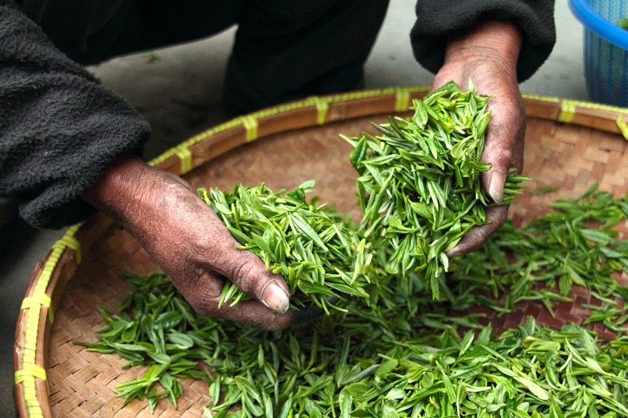 What's the difference between green tea and organic green tea 3