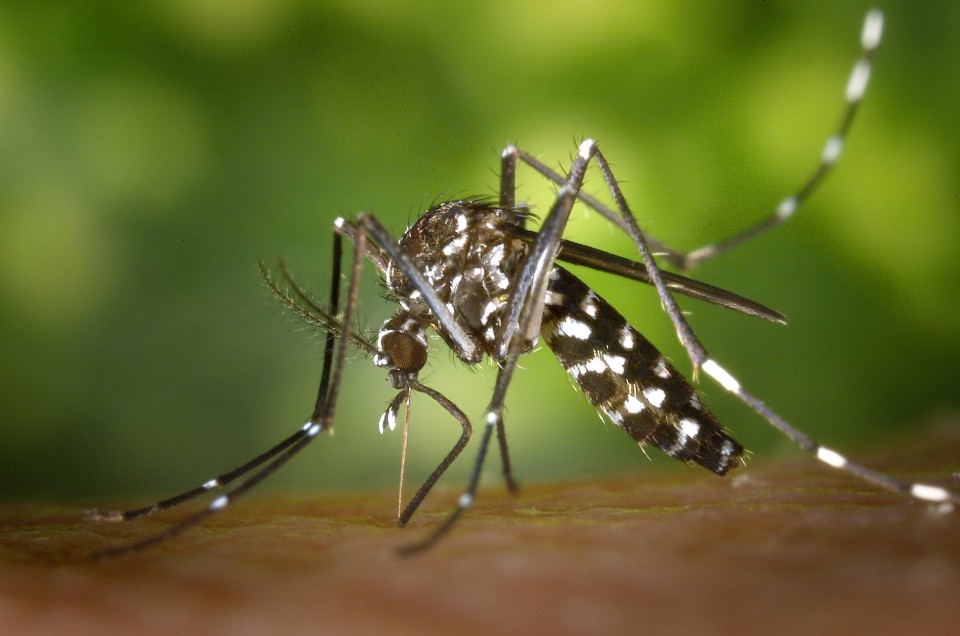 How to avoid the bites of mosquitos 1