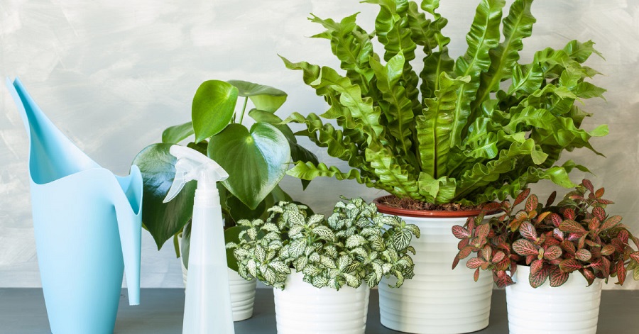 Make your home greener with more green plants-4