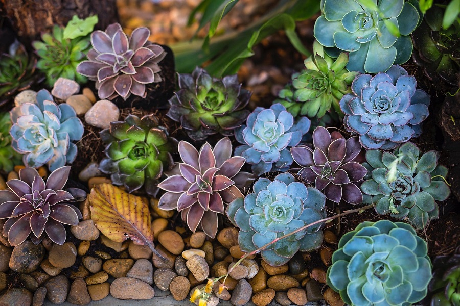 Why your succulents are dying-2