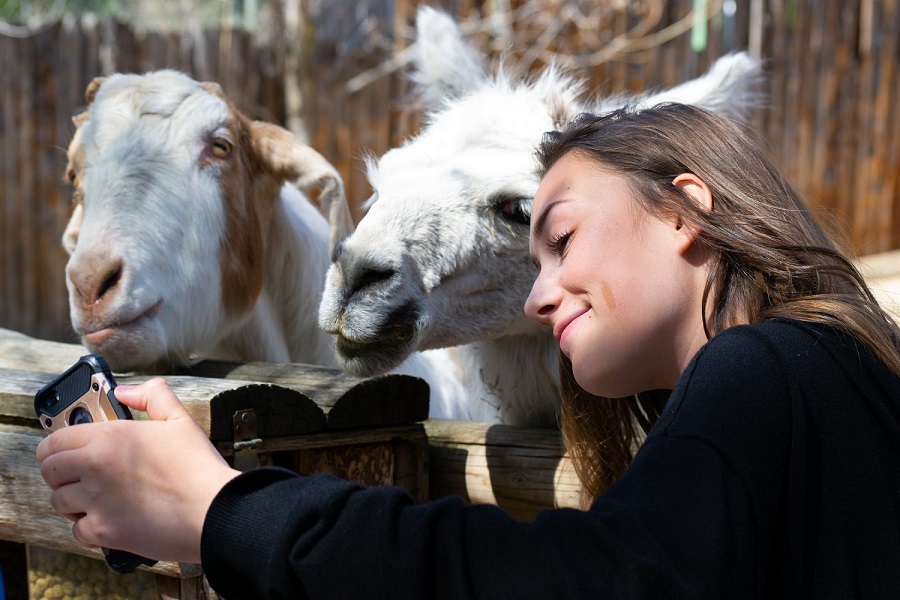 Goat Milk or Cow Milk Which One to Choose-2