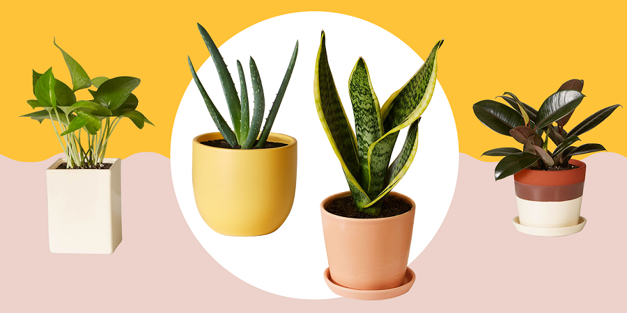 5 indoor plants that absorb harmful radiation-1