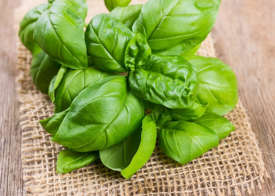 Bundle of herbs basil isolated on wooden background